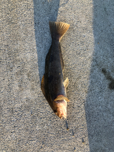 アイナメの釣果