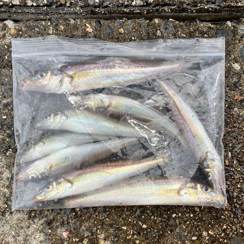 シロギスの釣果