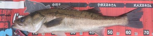 シーバスの釣果