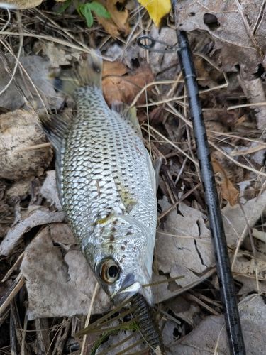 オオクチユゴイの釣果