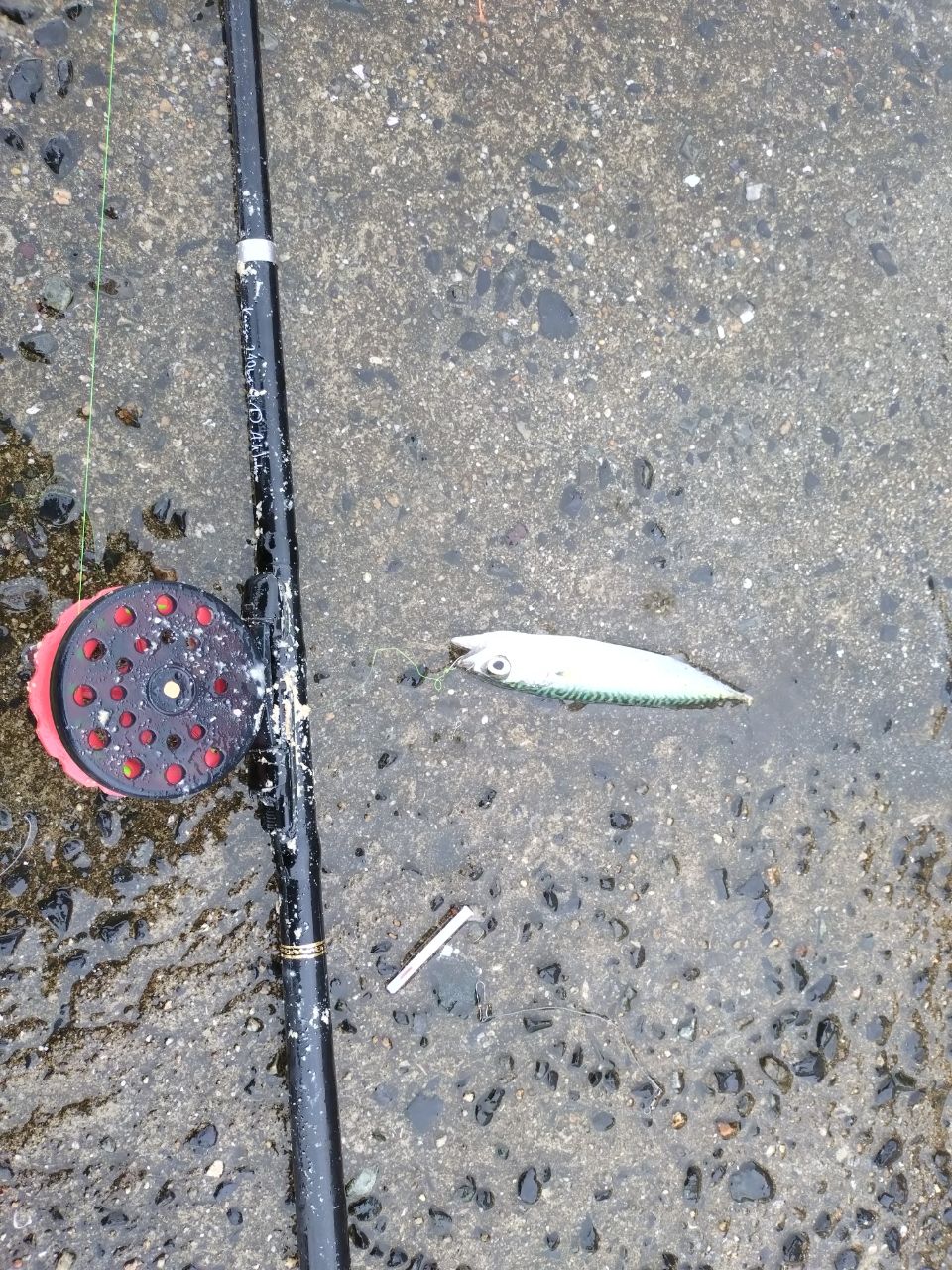 アイナメの釣果写真