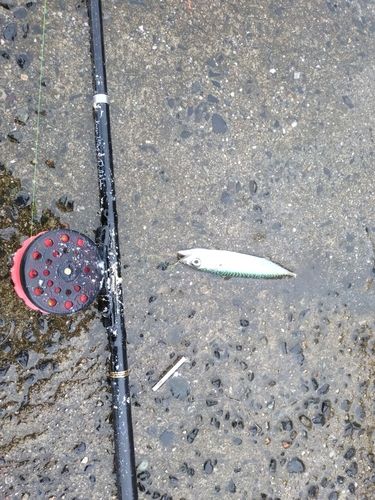 アイナメの釣果