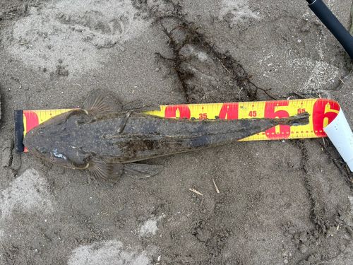マゴチの釣果