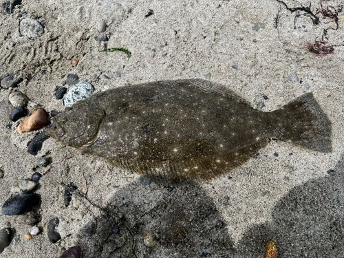 ソゲの釣果