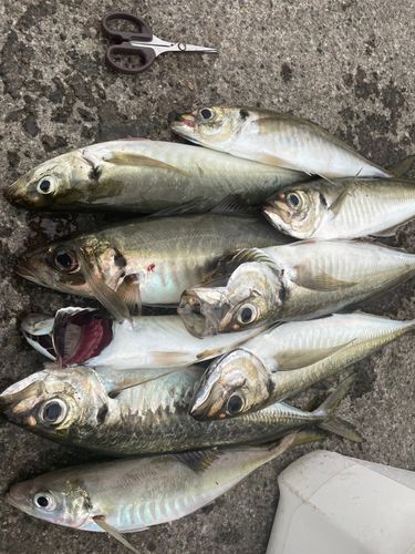 アジの釣果