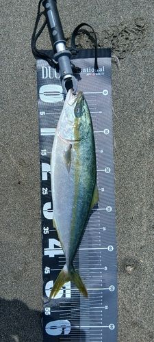 イナダの釣果