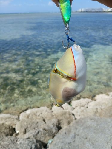 クラカケモンガラの釣果