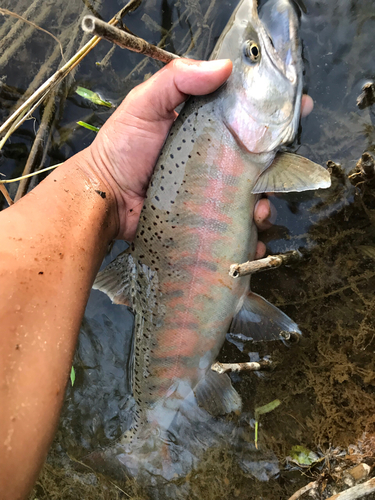 ヤマメの釣果