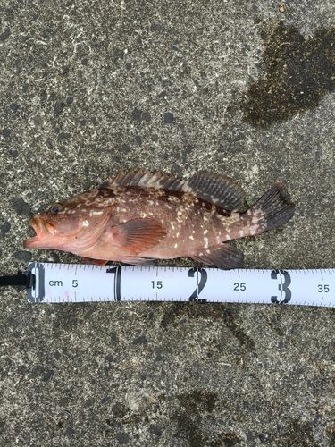 キジハタの釣果