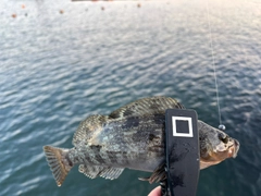 アイナメの釣果