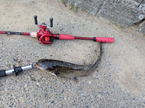 ナマズの釣果