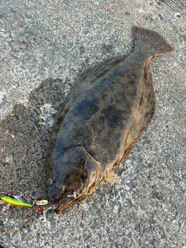 ヒラメの釣果