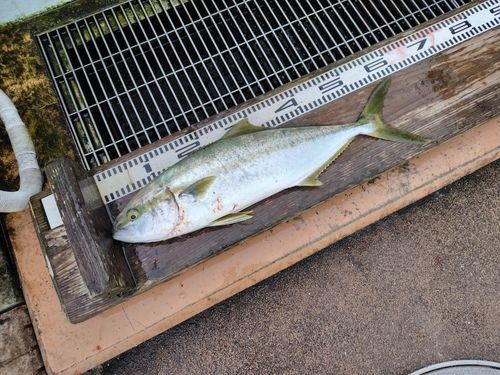 ヒラマサの釣果
