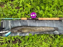 ナマズの釣果