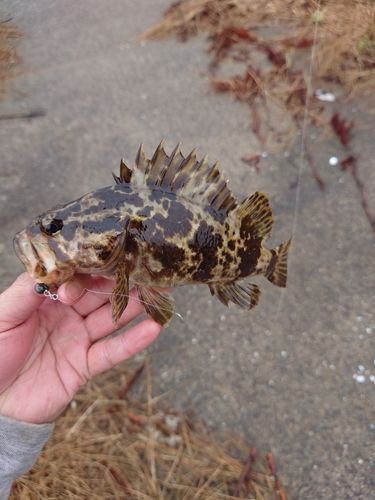 タケノコメバルの釣果