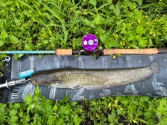 ナマズの釣果