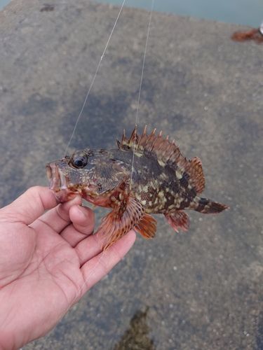 カサゴの釣果