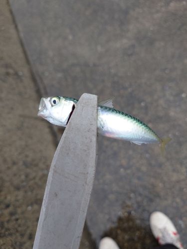 サバの釣果