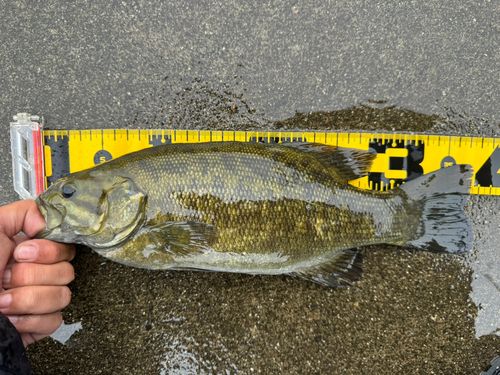 スモールマウスバスの釣果