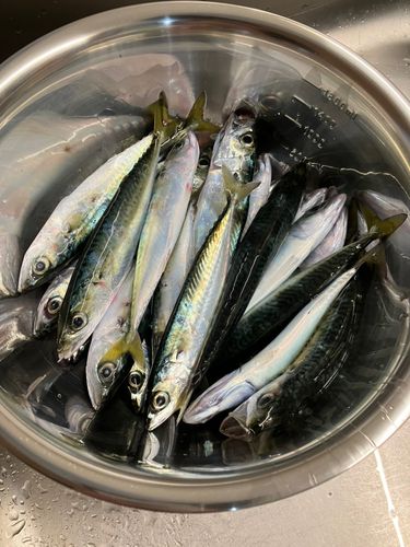 サバの釣果