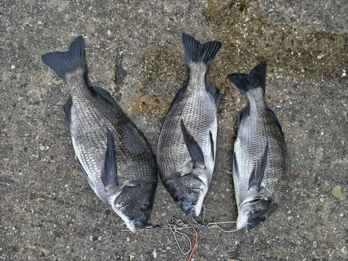 クロダイの釣果