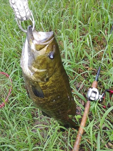 スモールマウスバスの釣果