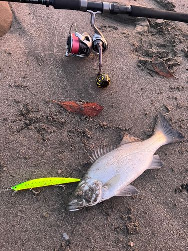 フッコ（ヒラスズキ）の釣果