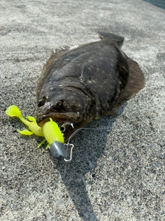 ソゲの釣果