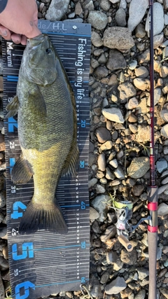 スモールマウスバスの釣果