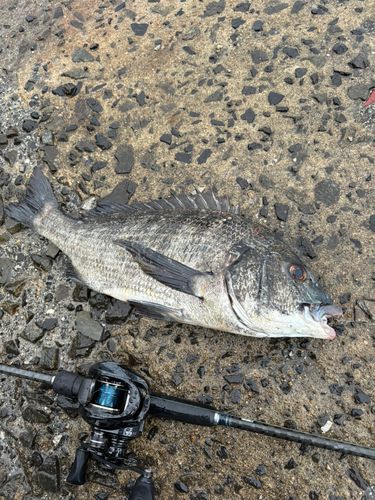 チヌの釣果