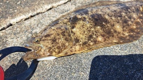 ソゲの釣果
