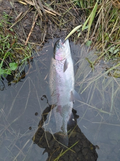 ニジマスの釣果