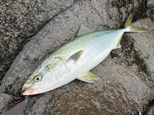 ワラサの釣果