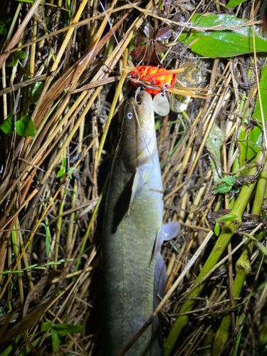 ニホンナマズの釣果