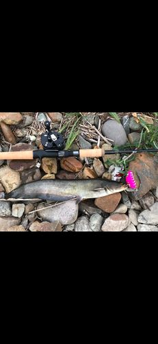 ナマズの釣果