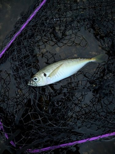 マアジの釣果