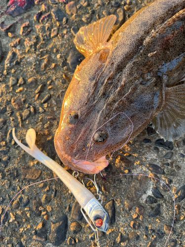 マゴチの釣果
