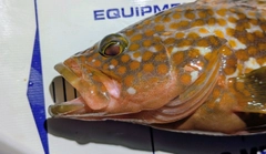 キジハタの釣果