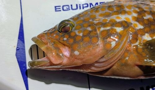 キジハタの釣果