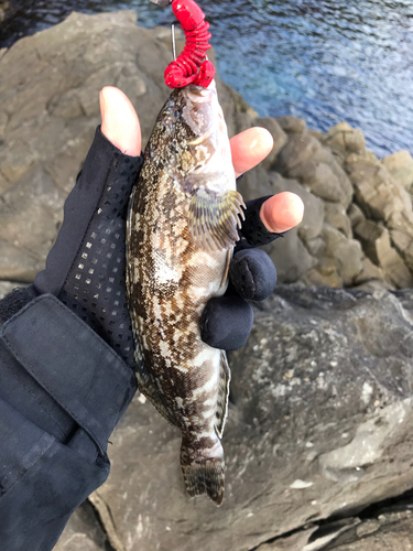 アイナメの釣果