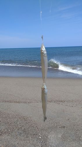 シロギスの釣果