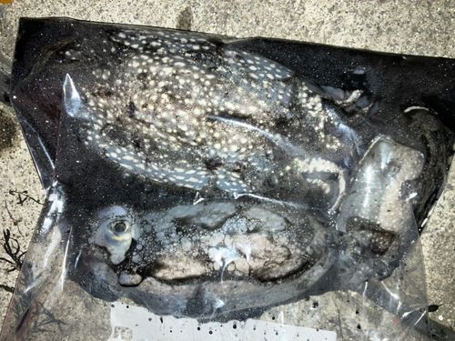 シリヤケイカの釣果