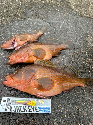 キジハタの釣果