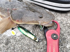 マゴチの釣果