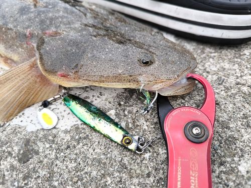 マゴチの釣果