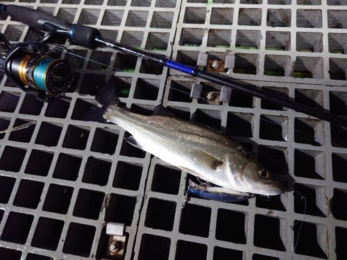 スズキの釣果