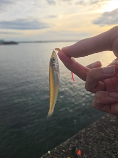 キスの釣果