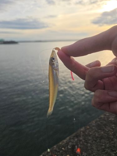 キスの釣果