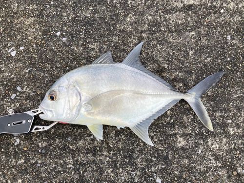 メッキの釣果