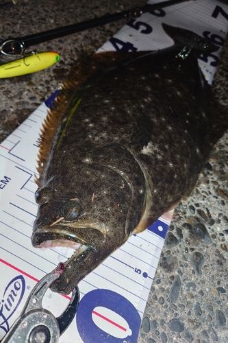 ヒラメの釣果